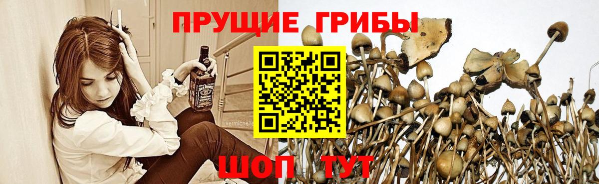 где можно купить   Вход с VPN  Псилоцибиновые грибы MAGIC MUSHROOMS  Горно-Алтайск  Псилоцибиновые грибы MAGIC MUSHROOMS 